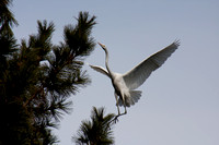 Egret (9)