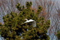 Egret (6)