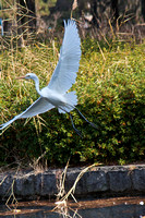 Egret (2)