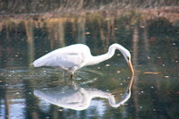 Egret (3)