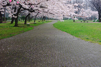 Sakura 2015