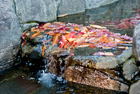 Rocks,  leaves and water