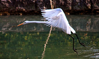 Egret (1)